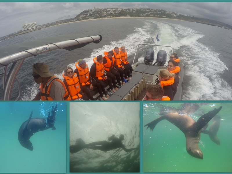 Swim with the Seals - OffShore Adventures